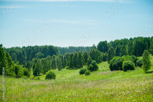 Green field with trees in the middle of hot summer day. Summer landscape. 