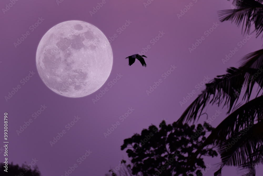 Full moon on the sky with silhouette bird and trees.