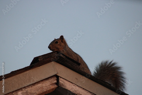 These pictures are set the backyard of a neighborhood. Squirrels, spiders and birds with a back drop of foliage beautiful and green. photo