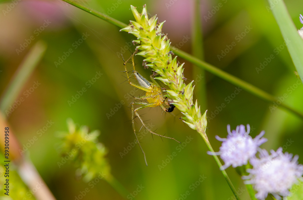 Fototapeta premium Close up small spider sitting on a green grass on background ( asia garden )