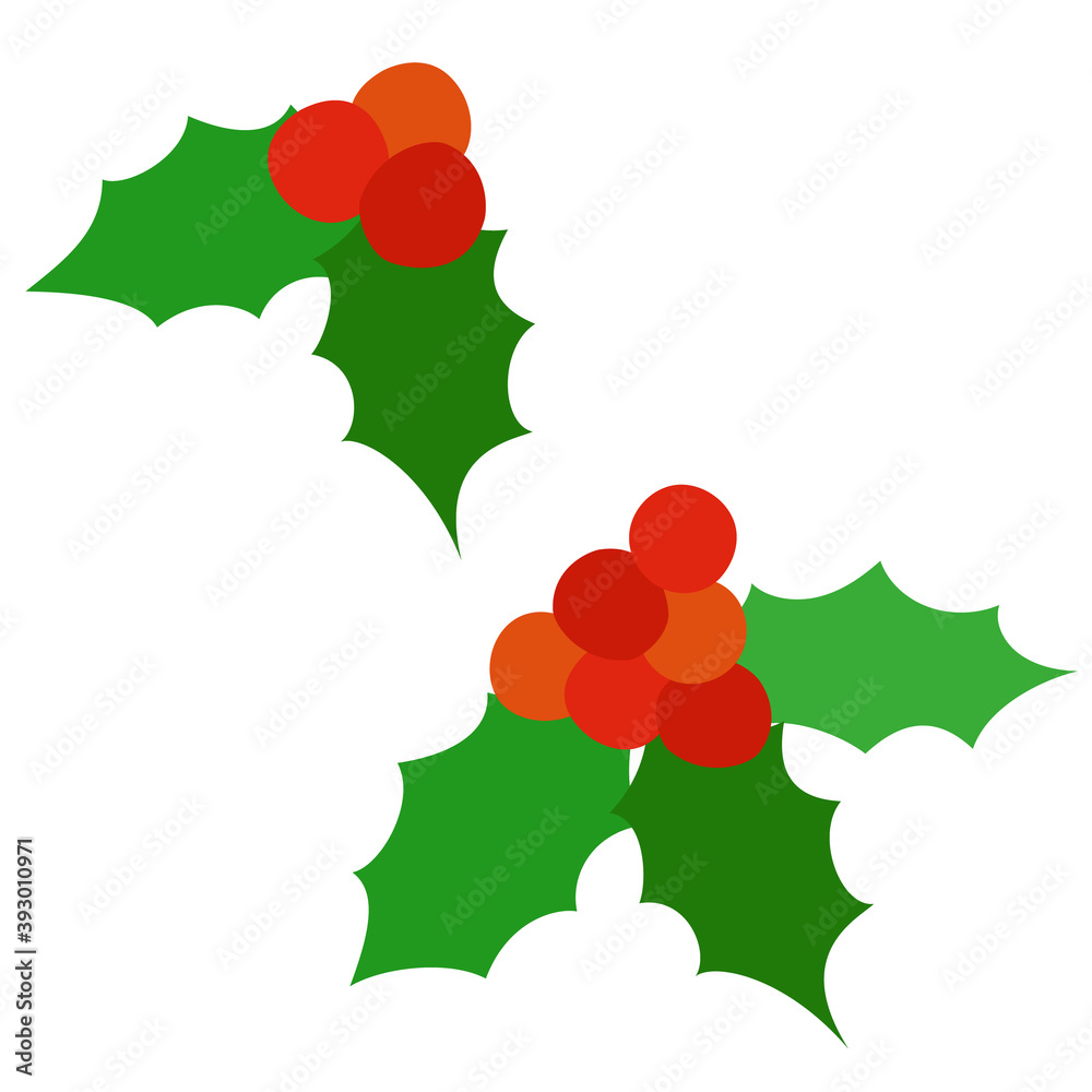 Vector illustration of Holly (on white background) Vector illustration of Holly (on white background)
