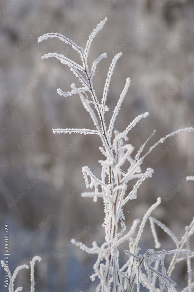 Naklejka premium frost covered branches