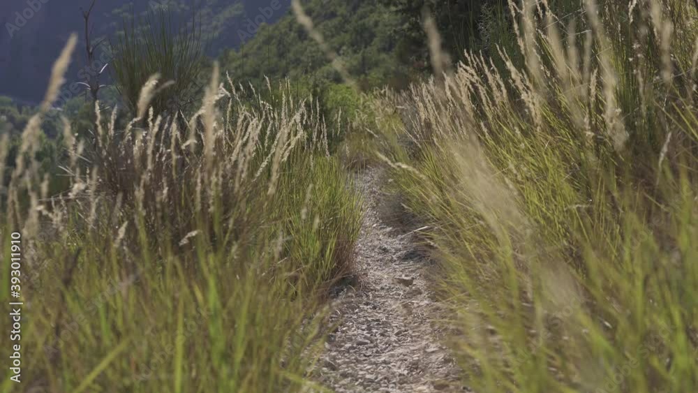 Static low shot, a small trail path surrounded by high grass, wind motion Static low shot, a small trail path surrounded by high grass, wind motion