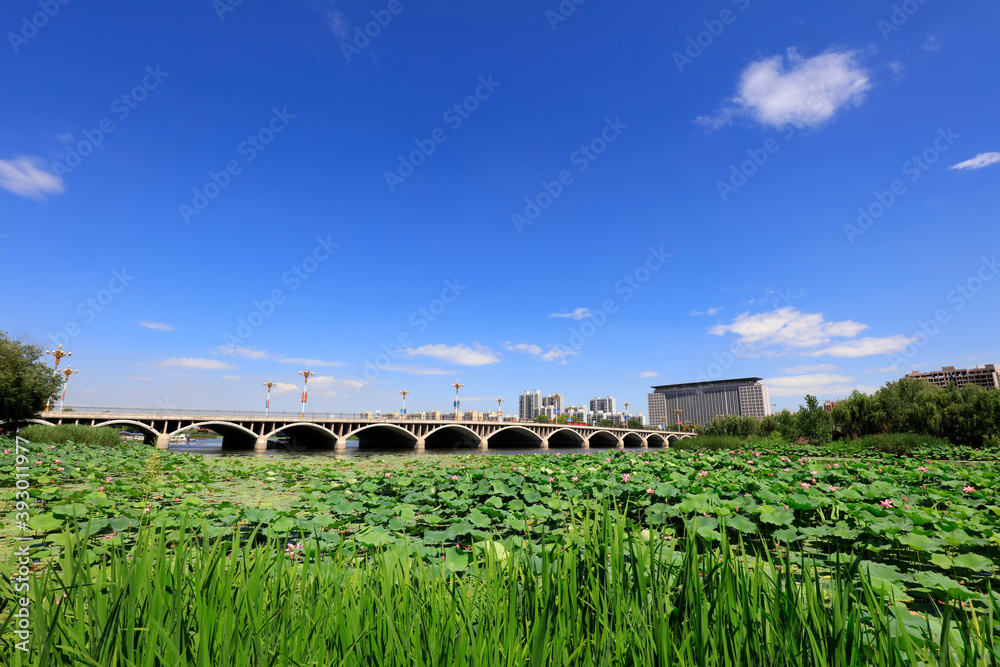 Lotus Flowers in Ponds, Beihe Park Scenery, Luannan County, Hebei Province, China Lotus Flowers in Ponds, Beihe Park Scenery, Luannan County, Hebei Province, China