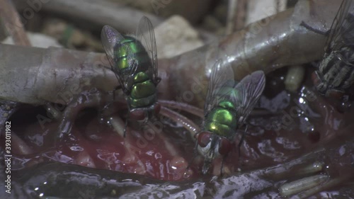 Flies and maggots on a gross carrion flesh help to get rid of rotting animal