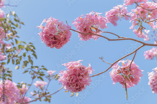 Pink tabebuia rosea flower with blue sky background.