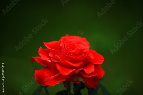 Art photo rose isolated on the black natural blurred background. Closeup. For design  texture  background. Nature.