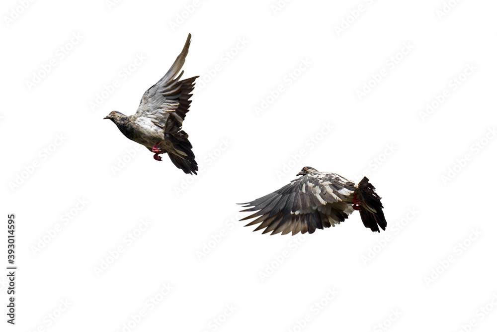 Obraz premium Closeup Rock Pigeon Flying in The Air Isolated on White Background with Clipping Path