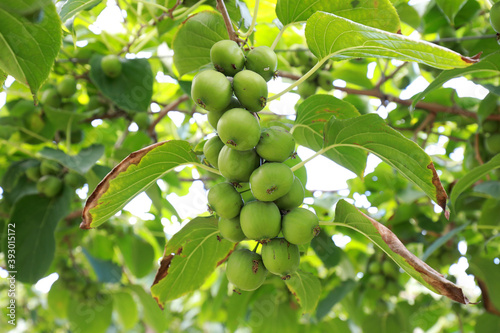 Actinidia arguta on the branches