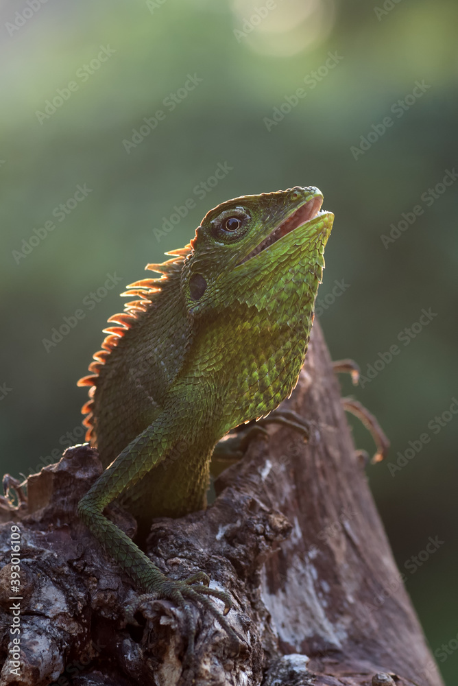 Bronchocela jubata (Bunglon surai) is enjoying the sunshine, animal theme Bronchocela jubata (Bunglon surai) is enjoying the sunshine, animal theme
