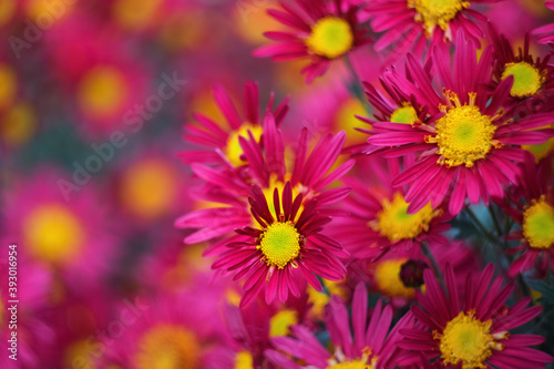 Red-purple with yellow center chrysanthemums on a blurry background close-up. Beautiful bright chrysanthemums bloom in autumn in the garden. Chrysanthemum background with a copy of the space.