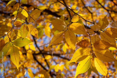 黄色に紅葉した公園の木々の葉のクローズアップ