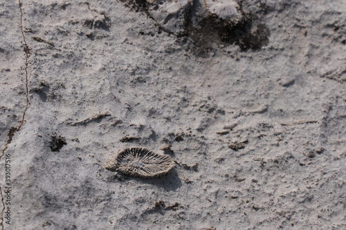 Fossils imprints on rocks in Yoho National Park. Burgess Shale fauna. British Columbia. Canada 