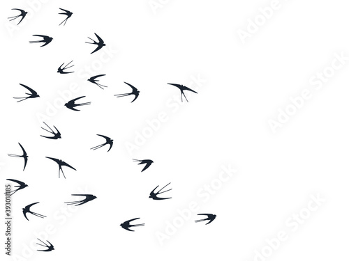 Flying swallow birds silhouettes vector illustration. Nomadic martlets swarm isolated on white.  © SunwArt
