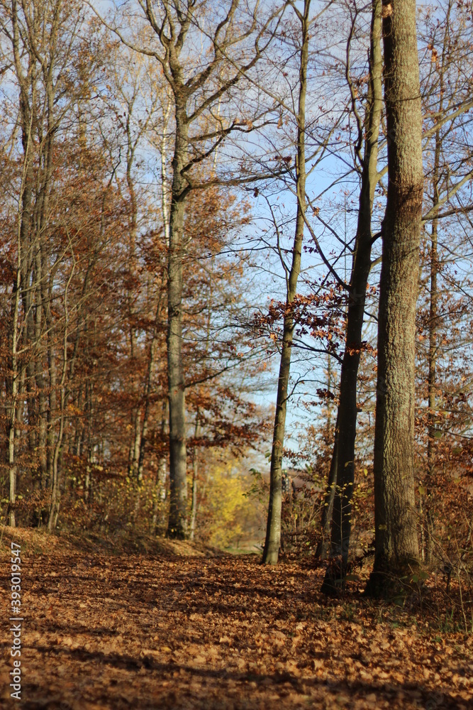 Fototapeta premium Herbstwald