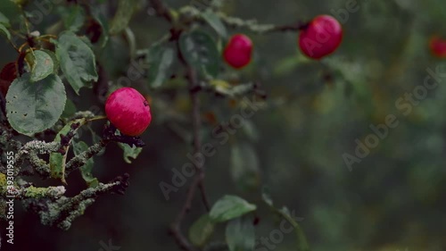 Light rain falling on old apple tree in the orchard. 4K resolution close up nature shot. High quality sound of rain. Cinematic color grading visuals. Shallow depth of field.