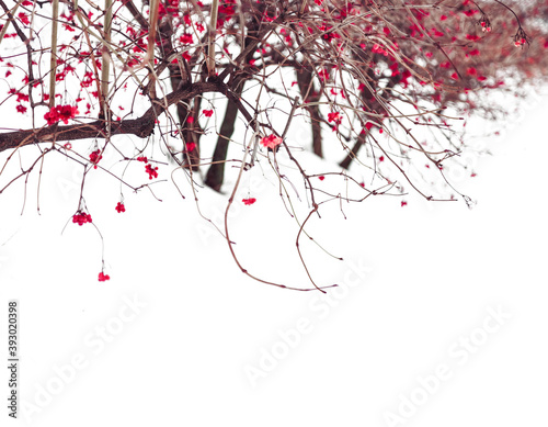 Winter trees. Viburnum trees in a row among pure white snow. Trees  isolated on white background. Simplicity and beauty of nature. Zen like image.