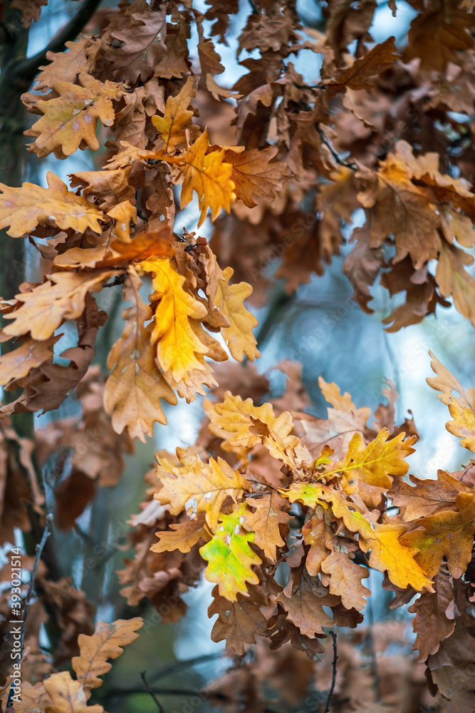 Colorful oak leaves on branches in autumn. Close view. Colorful oak leaves on branches in autumn. Close view.