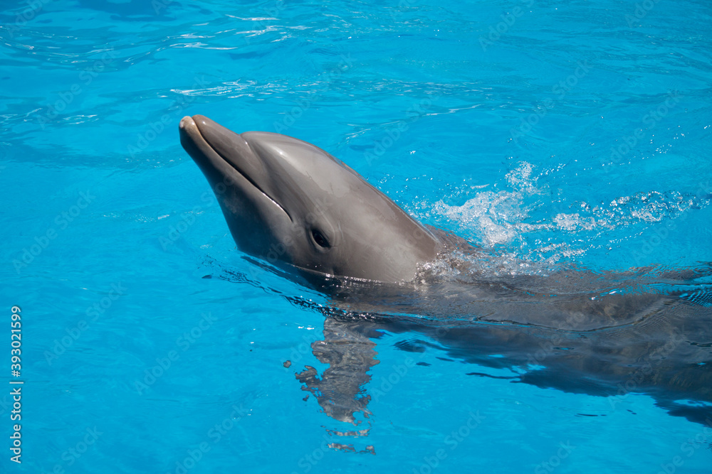 Close up of  a dolphin in a pool
