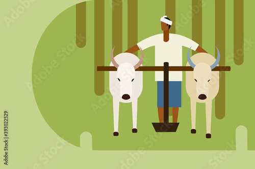 Farmer plows agricultural field using a pair of bullocks