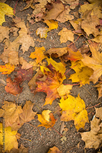 autumn in the park with yellow and gold leaves  