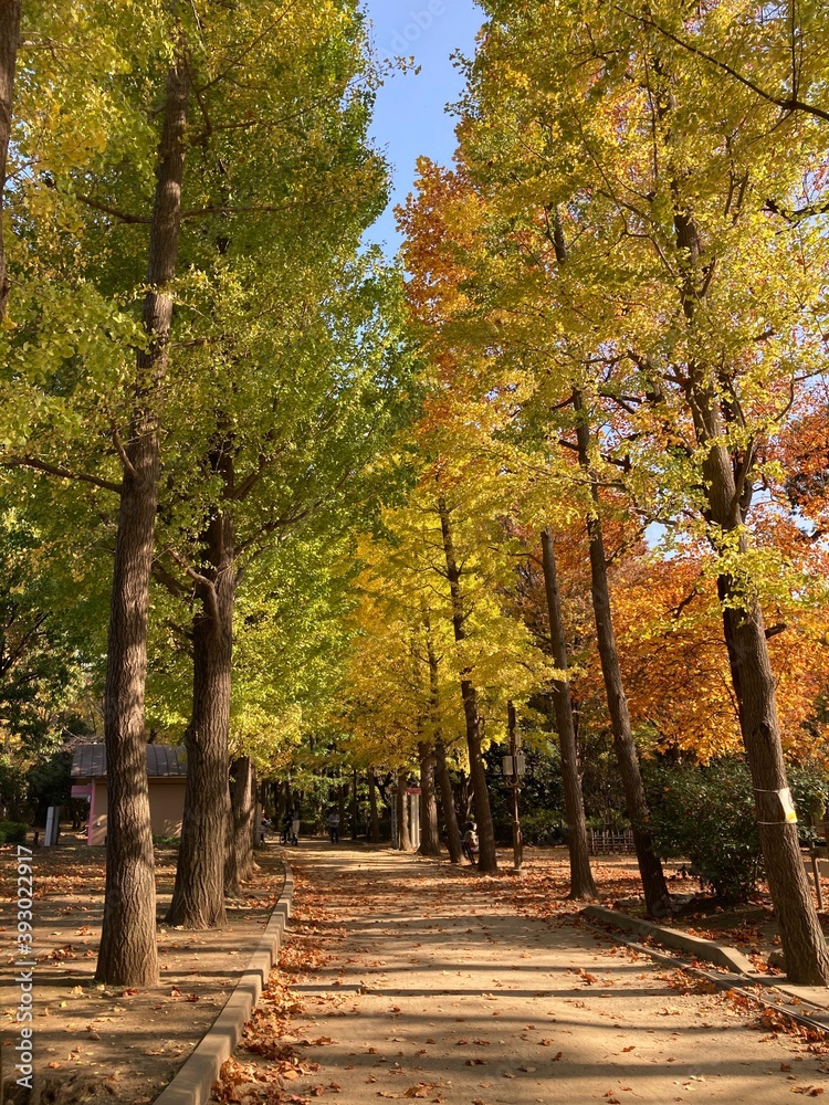 Naklejka premium 紅葉するイチョウの木,緑から黄色へのグラデーション,日本の秋