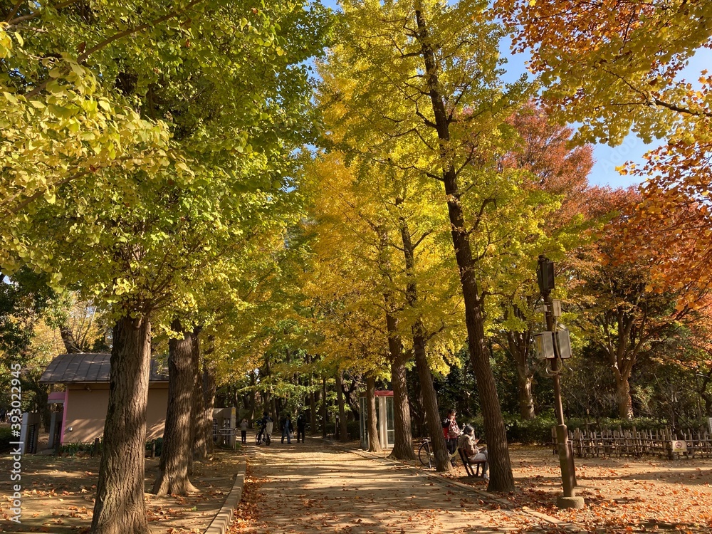 Naklejka premium 紅葉するイチョウの木,緑から黄色へのグラデーション,日本の秋