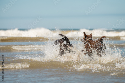 Photography Pet dogs splashing in the ocean surf, Scheveningen beach, Holland, NL