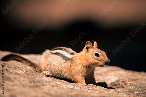 Callospermophilus lateralis squirrel at Lassen Volcanic National Park photo