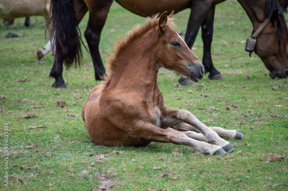 Fototapeta premium A young stallion laying on the grass of a green meadow