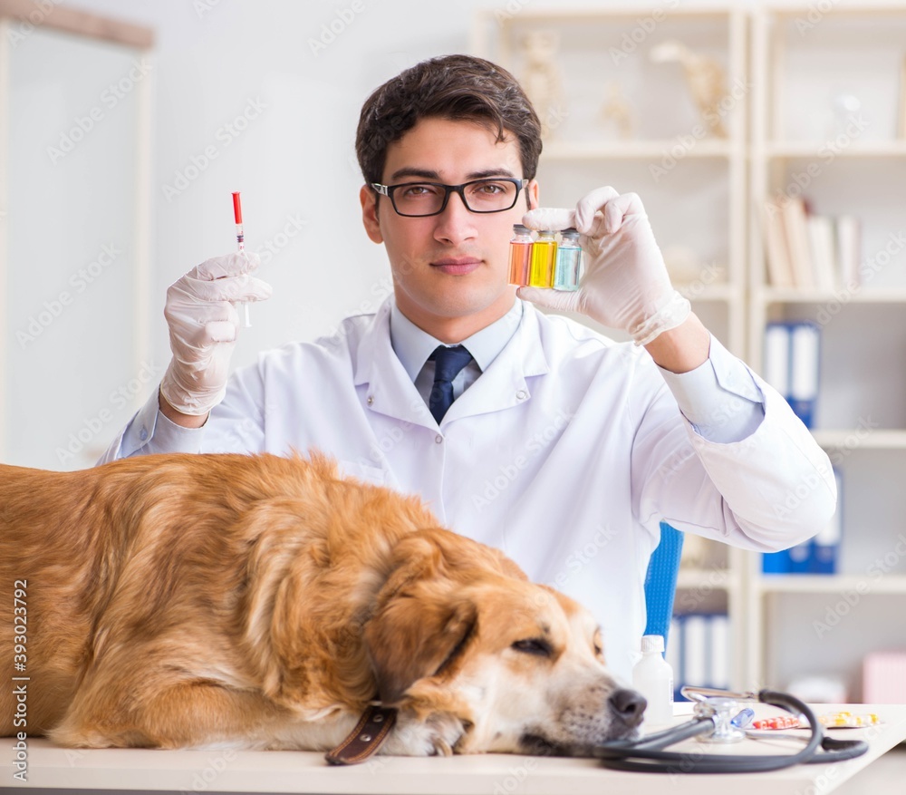 Doctor examining golden retriever dog in vet clinic Doctor examining golden retriever dog in vet clinic