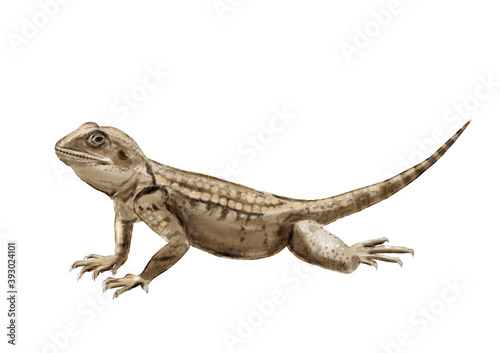 Realistic illustration with roughtail rock agama