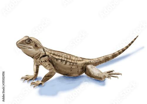 Realistic illustration with roughtail rock agama