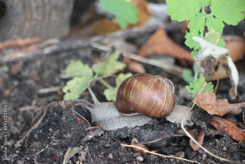 Helix pomatia also Roman snail, edible snail or escargot mones via the street Helix pomatia also Roman snail, edible snail or escargot mones via the street