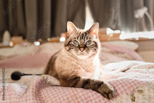 Dander particles floating around cat, pet allergy concept, copy space