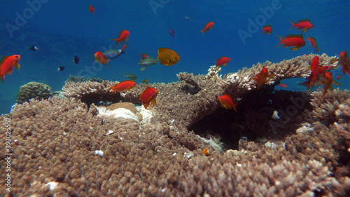 Sea Goldie. The most common antias in the Red Sea. Divers see him in huge flocks on the slopes of coral reefs. photo