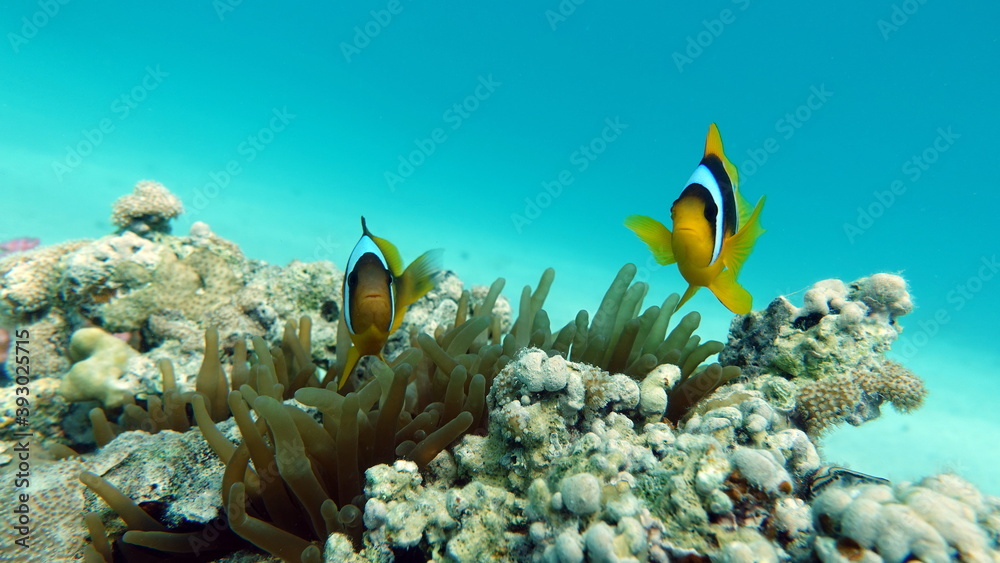 Fototapeta premium Clown fish amphiprion (Amphiprioninae). Red sea clown fish.