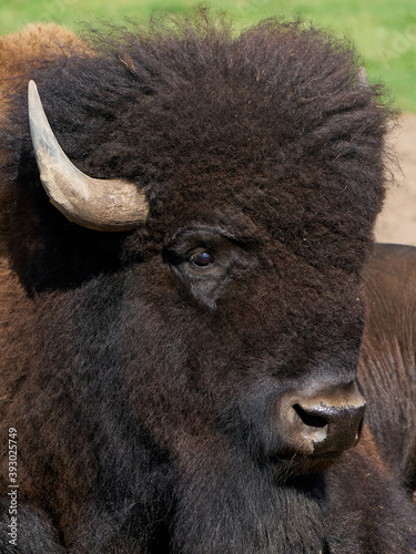 American bison (Bison bison)