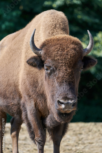 American bison (Bison bison)
