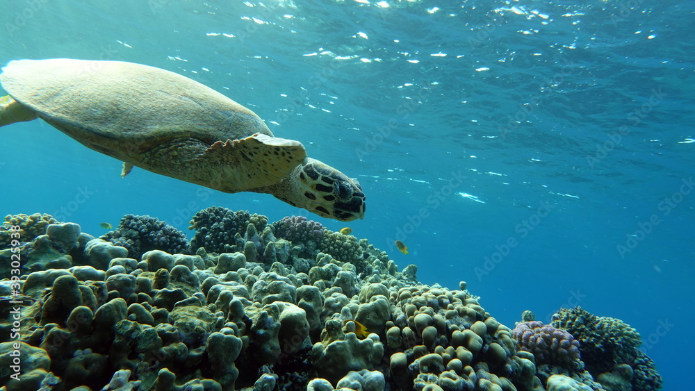 Obraz premium Sea turtles . Great Reef Turtle .Bissa.