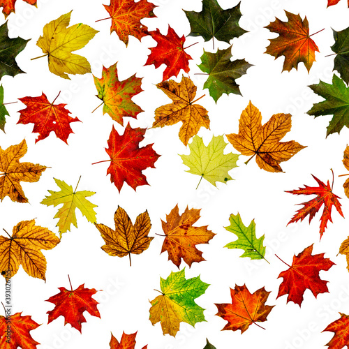 Seamless floral pattern. Autumn yellow red  orange leaf isolated on white. Colorful maple foliage. Season leaves fall background.