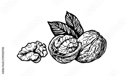 Sketch vector illustration of walnut. Closed and opened walnuts ink