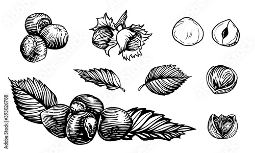 Sketch vector illustration of hazelnut. Engraving style hand drawn closed and opened nuts.