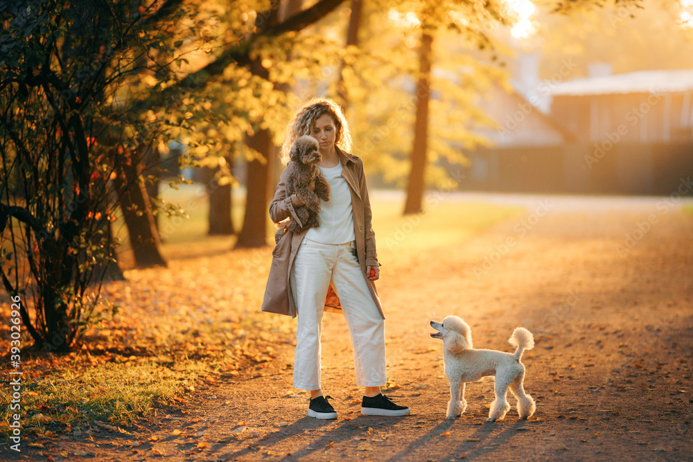Fototapeta premium girl and two dogs in an autumn park at sunset.. Walking with pet. Toy and small poodle in nature