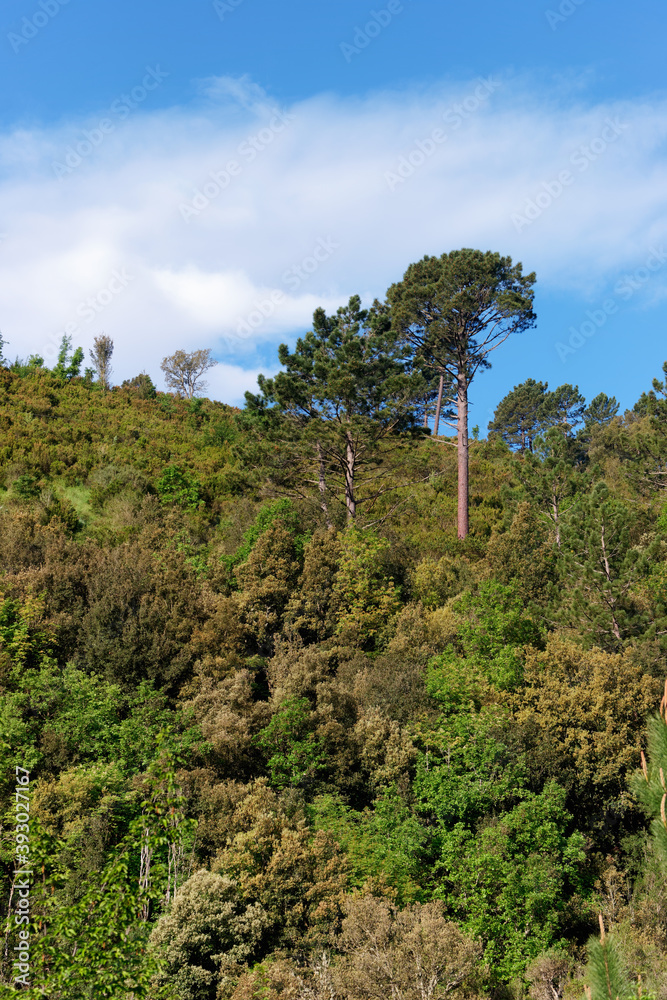 Forest in the Regional Natural Park of Corsica near Corte city