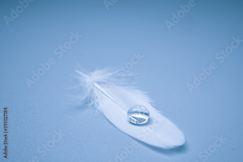 Bird feather with water drop