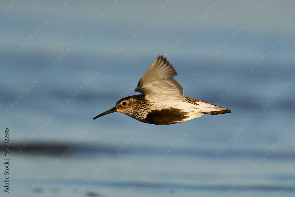Obraz premium Dunlin (Calidris alpina)