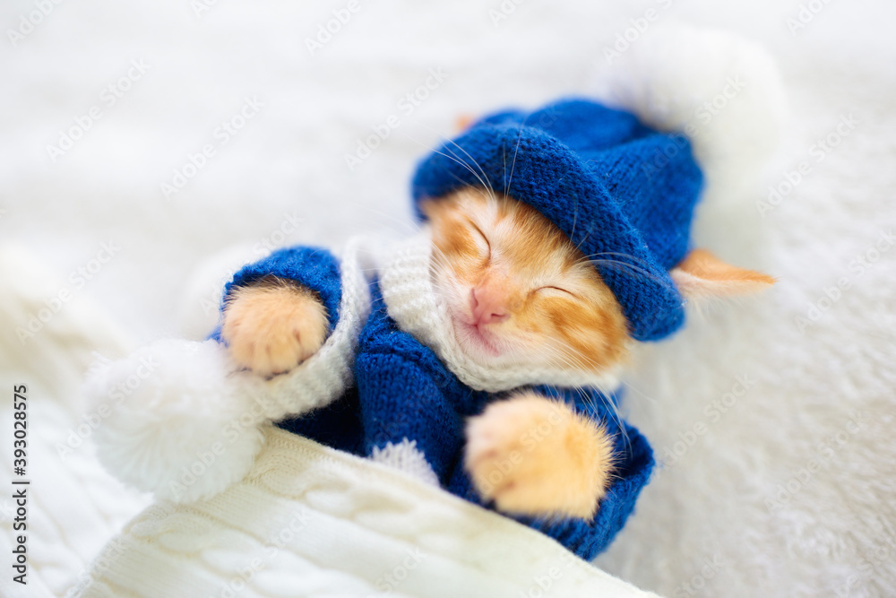 Baby cat in sweater and hat. Kitten sleeping.