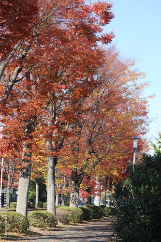 街路樹にも秋がやってきた 