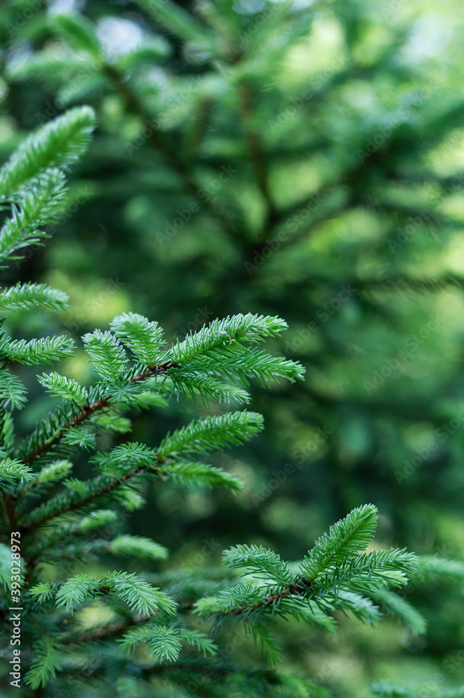 Green natural background. Branches with young spruce shoots on a green blurred background. Green natural background. Branches with young spruce shoots on a green blurred background.